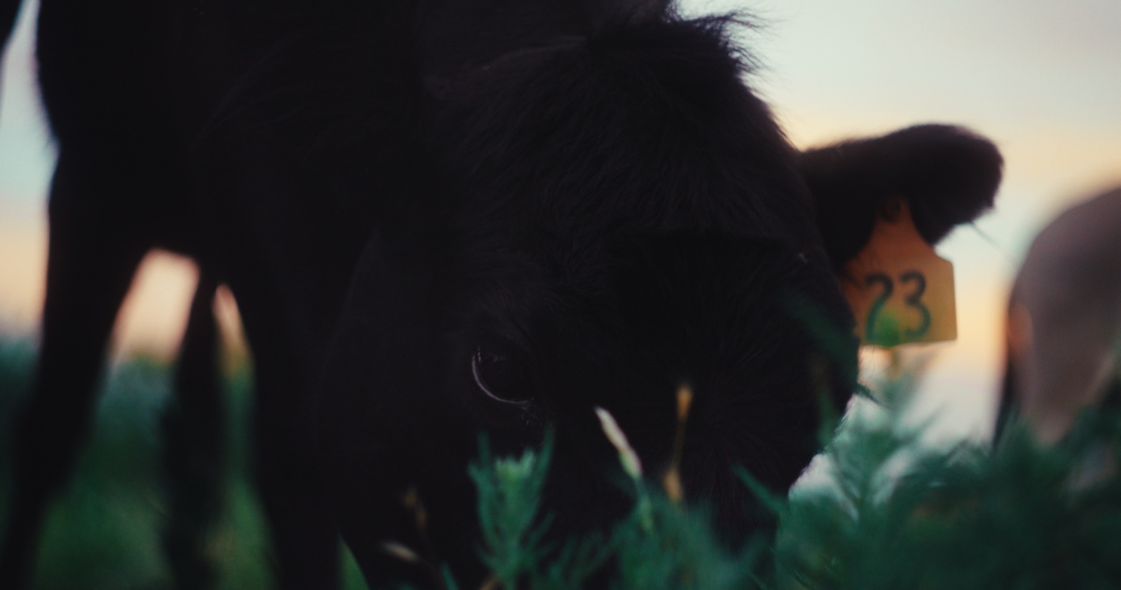 Still 2 for Helios Lens Test